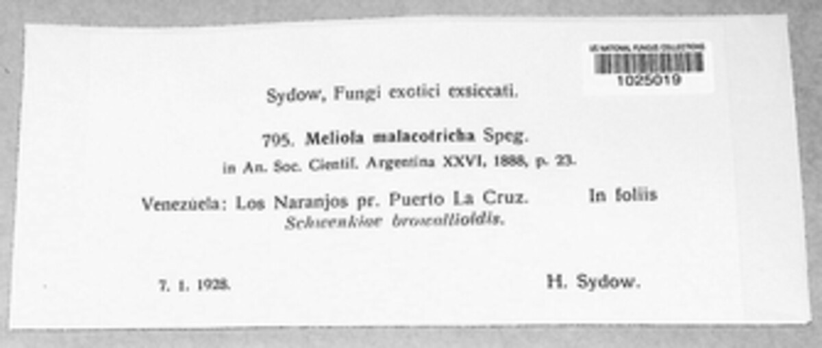 Meliola malacotricha image